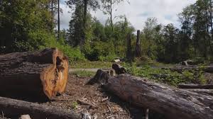 How Our Tree Care Process Works  in  Killeen, TX