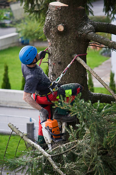 Best Hedge Trimming  in Killeen, TX