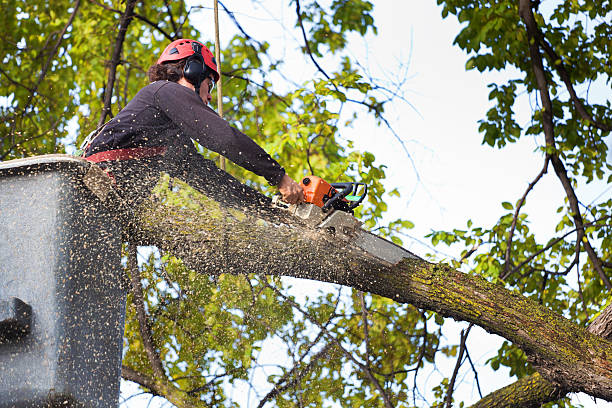 How Our Tree Care Process Works  in  Killeen, TX